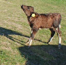 Констатирано е огнище на антракс в поповското село Еленово