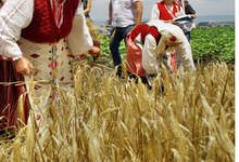 В различни селища на Силистренска  област започва разжънване на ечемика  за проверка на влажността на зърното 