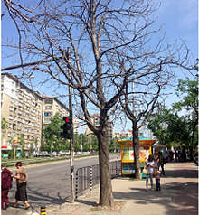 Нови кестени ще бъдат засадени на мястото на изсъхналите дървета по тротоара на бул. "Акад. Иван Гешов"