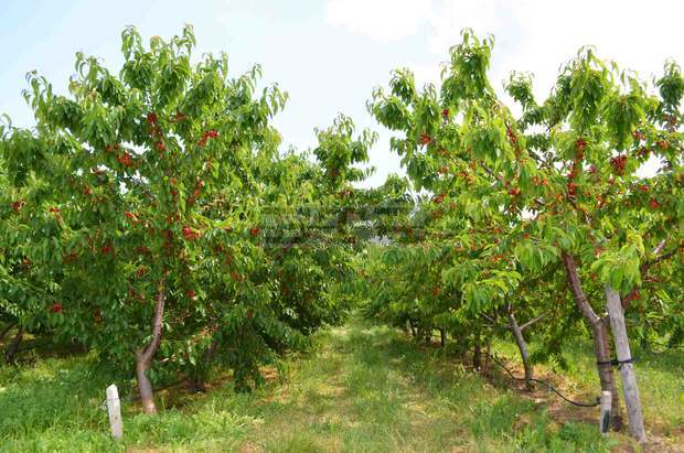 "Албена" прибра 150 тоначерешиот собствените си градини