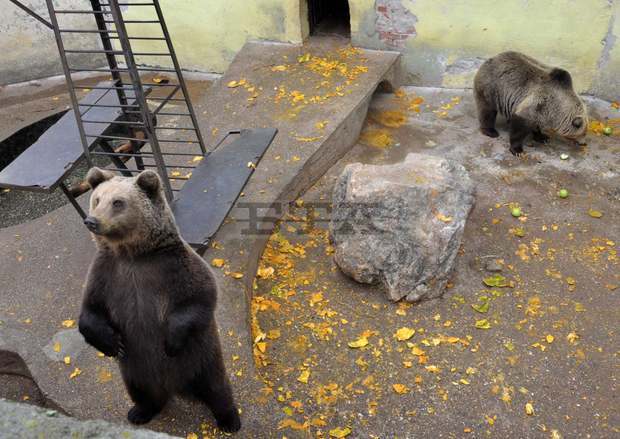 Започна разширяването на клетката на мечките в благоевградския зоопарк