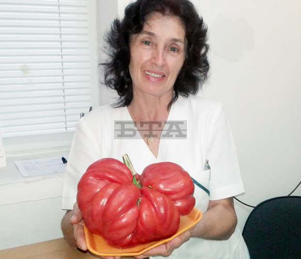 Домат с тегло над 2 килограма е отгледала Веска Йорданова от Търговище 