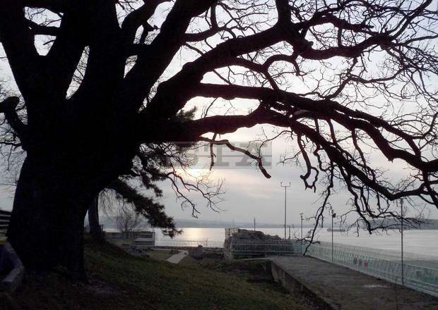 Сто четирийсет и петата годишнина от създаването на Дунавския парк на Силистра ще бъде отбелязана днес