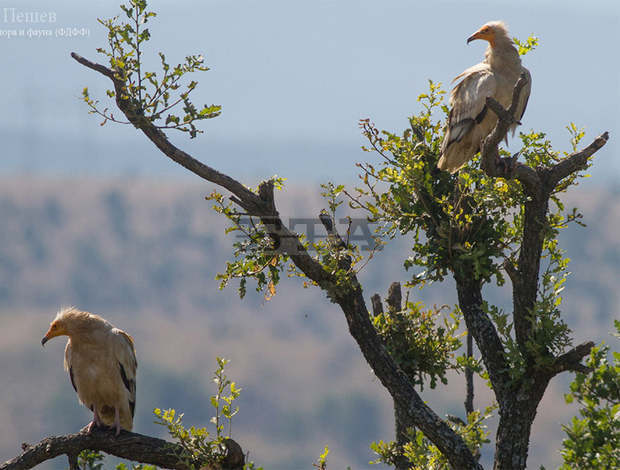 Eгипетски лешояди се появиха отново в Кресненския пролом