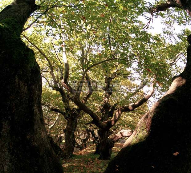 Лесовъдите от Югозападното държавно предприятие обменят опит и се запознават с добрите практики и нови системи в стопанисване на горите 
