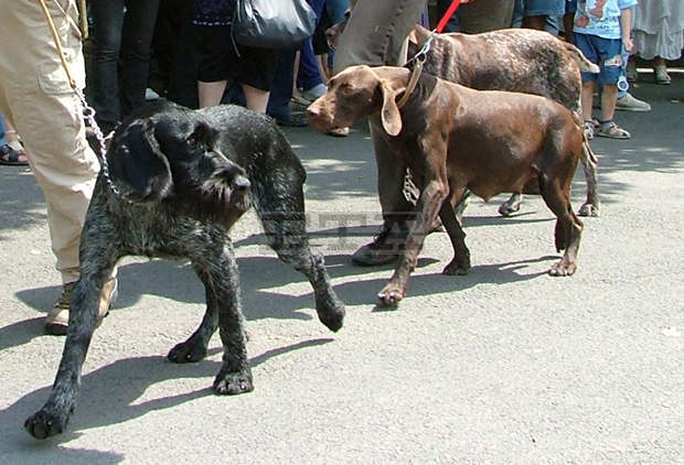 Ловни и риболовни сдружения от страната са заявили участие във втория Северозападен ловен събор в Чупрене