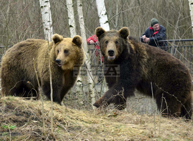 Зоокътът в парка "Кайлъка" от тази сутрин  е отворен за посетители, интересът към  дивите животни и птици е голям