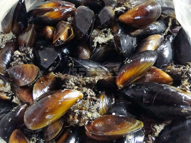 В морските води край Балчик ще бъдат добивани култивирана черна мида и стриди В морските води край Балчик ще бъдат добивани култивирана черна мида и стриди