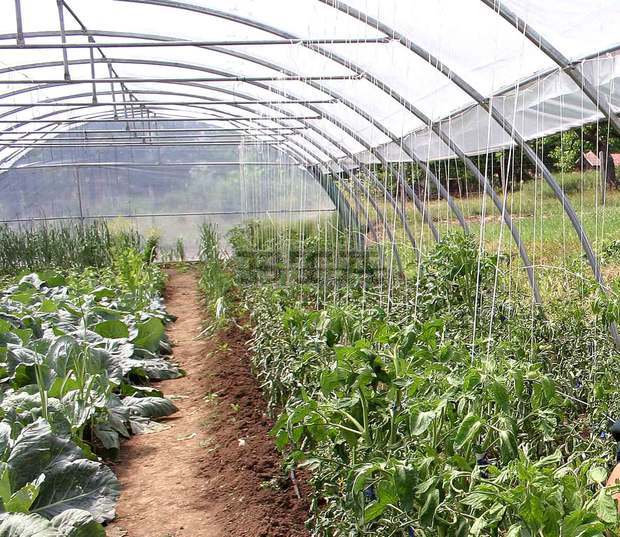 Стопани сами пазят  оранжерии  от крадци