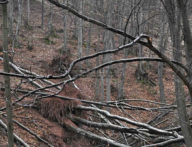 Повече от 400 000 куб. метра е падналата дървесина след тежките снегове през март в Източните Родопи