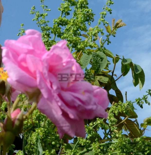 Туристи от Китай, Тайланд, Холандия и Япония гостуват на Празника на розата в Карлово