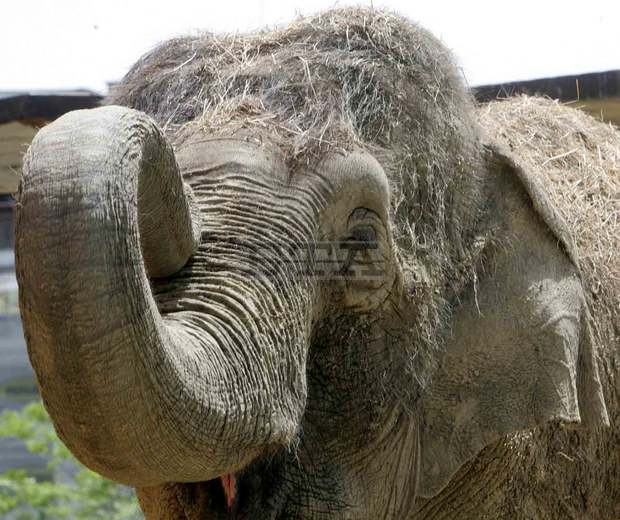 "Детска арт фолклорна панорама София 2015" ще се състои днес и утре в Зоопарка