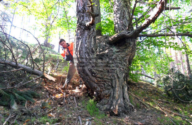 Ученици от Професионалната лесотехническа гимназия "Никола Вапцаров" в Банско приключиха успешно участието си в проект за работа в реална среда