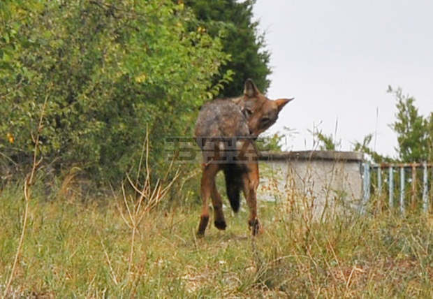Седеммесечното вълче от благоевградския зоопарк все още не е прибрано в клетката 