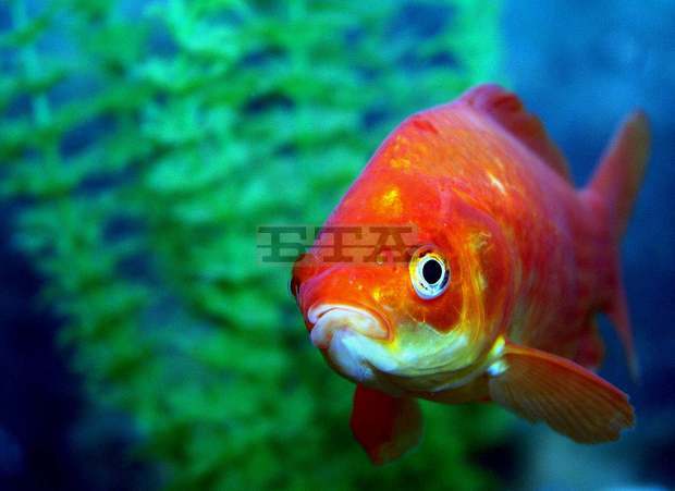 Със средства от Европа ще бъдат  обновени аквариумите  във Варна и Констанца