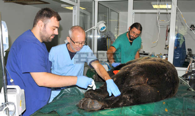 Специалисти отново се погрижиха за здравето на мечките в парка край Белица