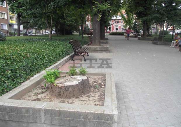 Две големи дървета са отсечени днес в Градската градина в Свищов Две големи дървета са отсечени днес в Градската градина в Свищов