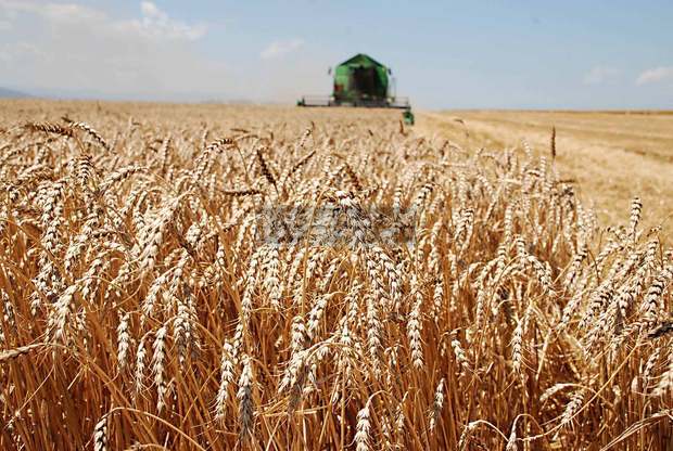 В Добричкия регион заради сушата жътвата на пшеницата може да започне по-рано, смята директорът на Добруджанския земеделски институт 