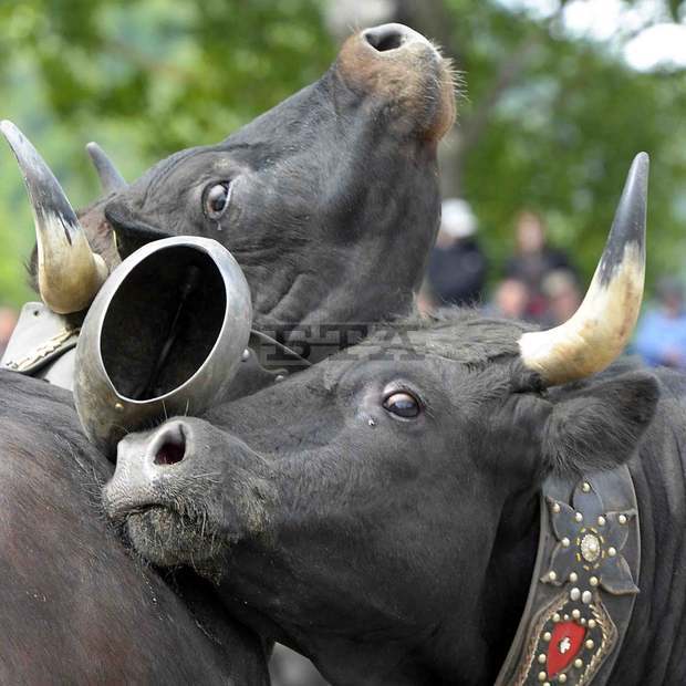 В Тервел се изгражда пункт за управление наживотински отпадъци