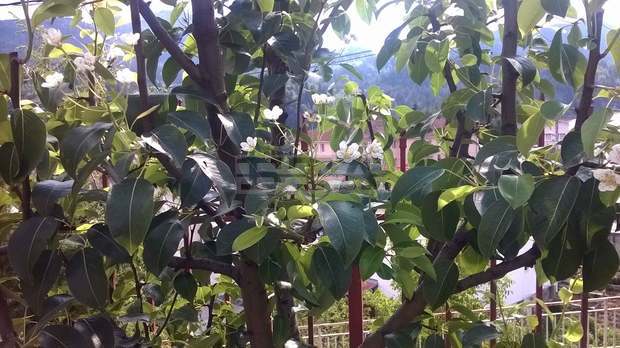 Дърво в Смолян цъфна повторно през август