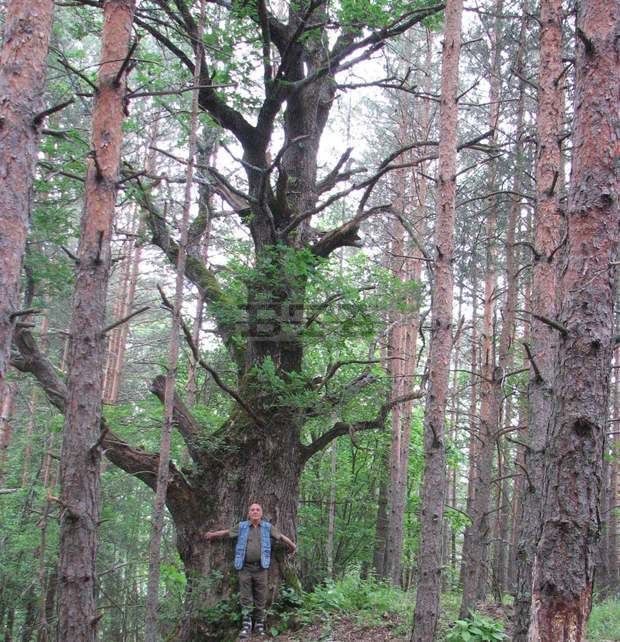Вековен дъб край родопското село Малево е обявен за защитен