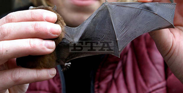 В Плевен отдел "Природа" на музея организира информационна кампания, посветена на прилепите