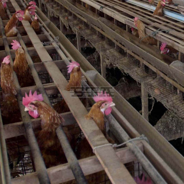 Модерна ферма  за над 30 000 птици ще бъде изградена в генералтошевското село Василево