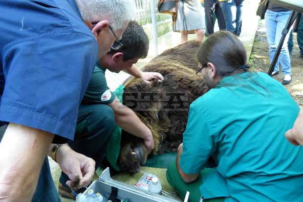 Екип на фондация "Четири лапи" взе двете мечки от зоокъта в лесопарка "Липник" край Русе