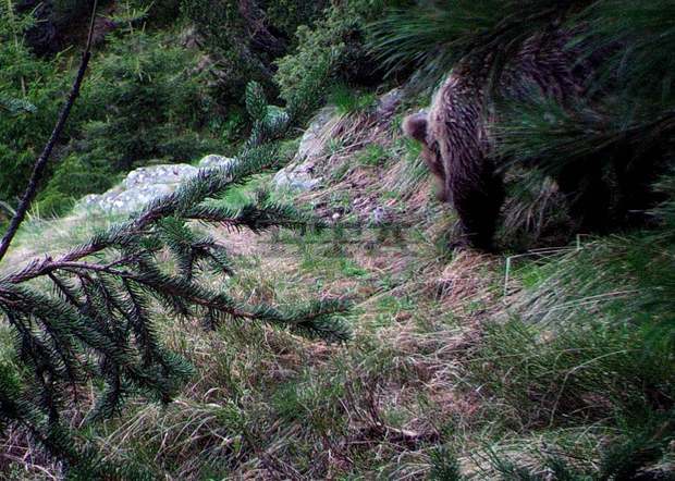 Следа от рис е била открита при теренните проучвания в Национален парк "Рила" 