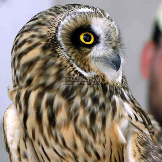 Спасени са две сови  в Перник