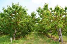 "Албена" прибра 150 тоначерешиот собствените си градини