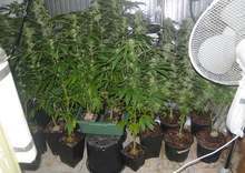 Оранжерия с канабис е разкрита  с помощта на митническото  куче Рони в Русе