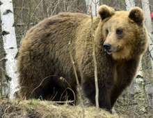 Електропастир за мечки е монтиран в зоокъта на парк "Кайлъка" в Плевен