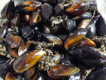 Каварна изпраща лятото с Миден и рибен фестивал