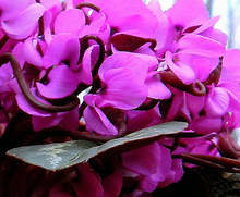 Обявена е нова защитена местност  на находище на пролетно ботурче 