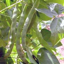 В Добричкия регион започна прибирането на фасула