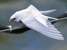 Пътуващата конференция "Живописна България" ще премине през Йовковата Добруджа за 135-годишнината на класика