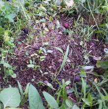 Пчеларите в Плевенска област сигнализират, че заради пръскане на царевица със самолет се унищожават хиляди пчелни семейства,