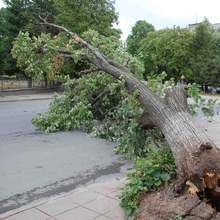 Дървото, което падна върху три автомобила в Бургас, не е имало признаци на заболяване