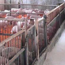 Изследват за бруцелоза всички свине и кучета в заразените животновъдни обекти в община Рила