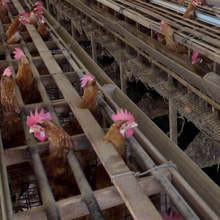 Модерна ферма  за над 30 000 птици ще бъде изградена в генералтошевското село Василево