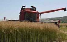 Жътвата на ечемика и маслодайната рапица  в Ямболска област  е към края си