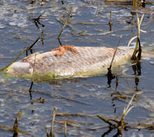 Екоинспектори изследват източника  за мъртва риба  в язовир 'Розов кладенец" 