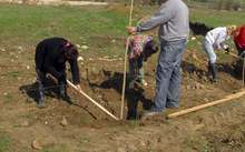 В Димитровград родители  ще засаждат дръвчета в  "Алеята на новия живот"