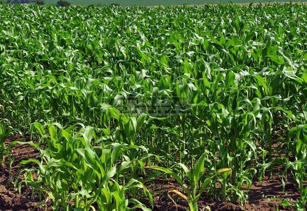 Полицията разследва случай на увредени след пръскане с препарат над 3800 декара ниви в Селановци