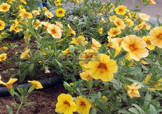 Повече от 7000 цветя са засаденипрез лятото в зелените площи на Банско и Добринище