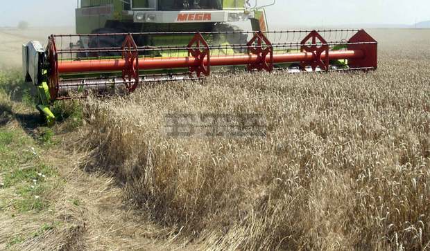 Добра реколта от ечемик очакват земеделските производители в Ловешка област