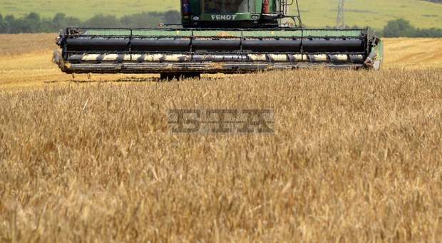 В Ловешка област прибирането на ечемика е към края си при среден добив от 400 кг от декар