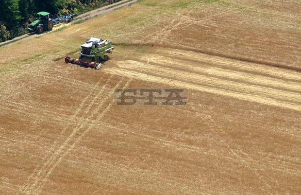 С по-високи добиви от миналогодишните започна жътвата на ечемика в област Разград