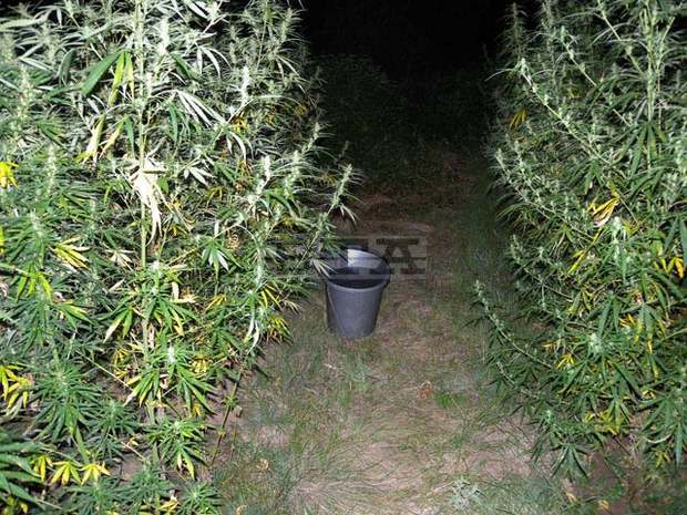 Видинската полиция задържа мъж,отглеждал канабис